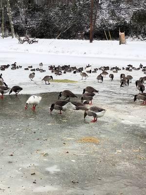 Winter managment with the resident waterfowl. #geese #goose #geeseoftiktok #geesecontent #canadagoose #canadageese #canadiangeese #canadiangoose #greylag #greylaggoose #greylaggeese #toulousegoose #toulousegeese #domesticgeese #domesticgoose #mallard #mallards #mallardduck #mallardducks #mallardducks🦆 #domesticducks #domesticduck #waterfowl #anseriformes #anatidae 