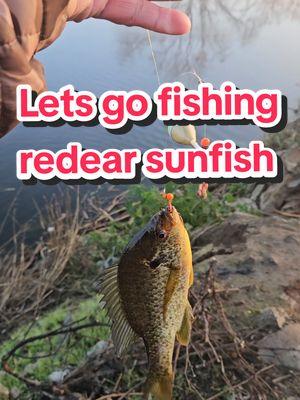 @Panfish Nation @Panfish Slayers @PANfish_official @Biggillfishing @🇺🇸 FISHING TIKTOKS @fishingstory @Fishing Channel @Fishing @Fishing Tutorials @RED EAR @Panfishplastics @Pan Fish Mafia Jigs @Simms Fishing #redear #panfishing #sunfish #panfish #bluegillfishing #bluegill #fisherman #fishinglife #fishtok #fishing #fish #sunfish 