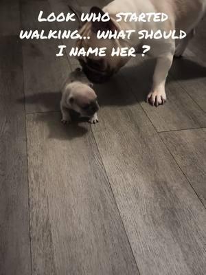 #frenchie #frenchbulldog #fyp #frenchiesoftiktok #frenchiepuppy #frenchielife #frenchielovers 