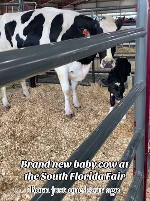 They amaze me how strong they are right from birth. @Kathryn this is for you! #cowlover #cow #cows #babycow #calf #cowgivingbirth #mooternity #southfloridafair #fair #floridafair #southflorida #carnival #fairfood #fairfun #cowsoftiktok #cowtok #newborn #newcalf #newbaby #welcome #congratulations #fyp #foryoupage #xyzbca 