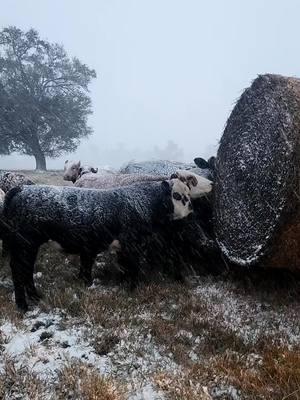 my cows are turning white!   #sealabama #snow #cows @AlecHughes 