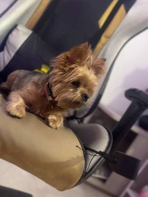 Replying to @Manuel brendo💀 te sigues ganando las cinco libras y media de presión #tiktok #dog #dogsoftiktok #yorkie #romantheyorkie #perrito #perrostiktokers #perritos #perritostiktokers #parati #perro #storytime #dogs 