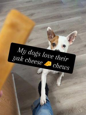 @Mighty Paw #mightypaw #yakcheese #yakcheesechew #dogchew #dogtreats #dogmomlife  