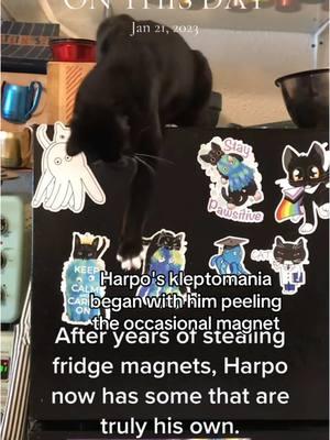 Someday in the future I will have to do a video that traces the evolution of his #meow from tentative bird-like chirps to the meows you loved so much. #onthisday #harpothecat #catsoftiktok #furbaby #catmom #tuxedocatsoftiktok 