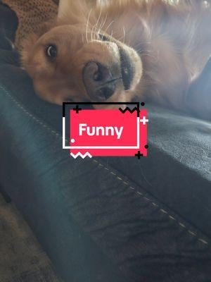 thanks 🖤  #foryoupage #furbaby #dogsoftiktok #creator #bennythegoldenboy2022 #goldenretriever #dog #fypシ #puppytiktok #fyp #funnyanimals #thankyou 