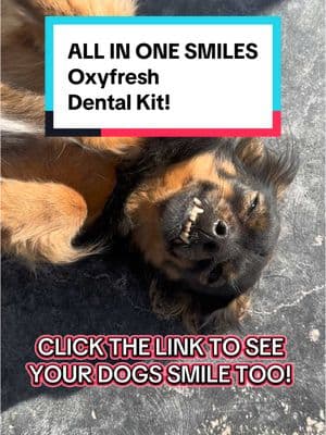 Oxyfresh is a necessity here at FFR! Our dogs eat all kinds of “ranchy” things, and this all natural, Made in the USA, Oxyfresh Dental Kit keeps our dogs breath fresh! #oxyfresh #fivefeathersranch @Oxyfresh 