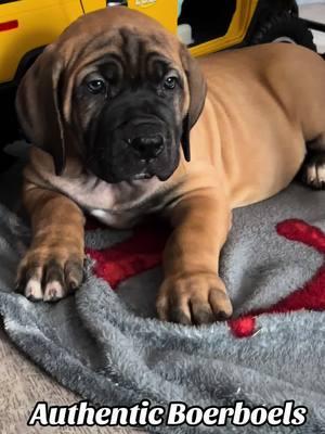 Beautiful 8 week old Authentic  Female  #boerboel #southafricanboerboel #mastiff #pet #share #fyp 