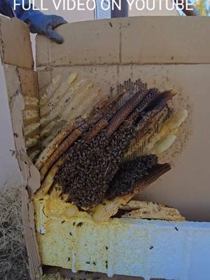 Killer Bees TV #invasivespecies #wildhoneybees #killerbee #killerbeeguy 