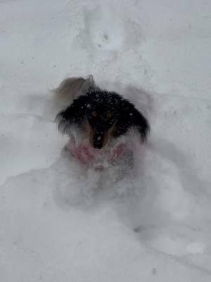 #snow #snowing #alabamasnow #snowstorm #snowman #alabama #snowinthesouth #onceinalifetime #recordbreaking #recordsnow #dogsoftiktok #snowdog #dachshund #dauchshundsoftiktok #dachshundthings #dachshundthroughthesnow 