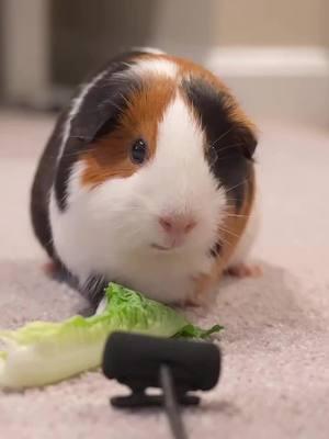 So cute!!!🥰🥰🥰#guineapig #pet #cute #cutepet #eating #pettraining #PetsOfTikTok #fyp #eatfreshrefresh #guineapigs 