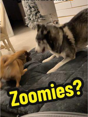 Puggle Vs Husky🤣 #dogsoftiktok #funnydogs #huskylife #pugglesoftiktok #zoomies 