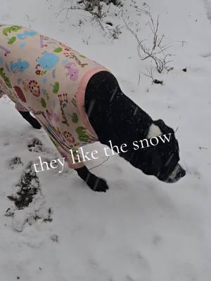 snow puppies  #dogsgonewildfyp #puppytiktok #puppytiktok #fyppppppppppppppppppppppp #TalksWithCocoOzzie #fypage #TalksWithCocoOzzie #Sweetpuppylove #puppylove #🤣🤣🤣 