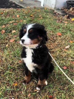 November throwback 🥹Day in the life on being a menace ! #Howie #dogsoftiktok #bernesemountaindog #bernadoodle #puppy #zoomies #fyp 