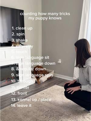 updated list with her tricks - added 4 more since the last video! #goldenretriever #dogsoftiktok #cutegoldenretriever #goldenretriever #dogtricks 