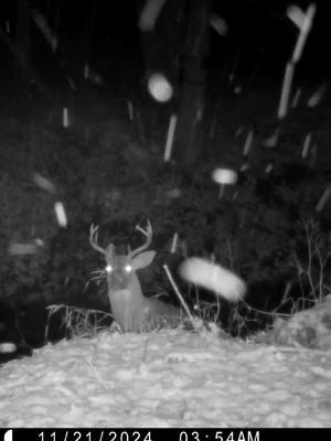 Top-o-the-creek mix. With the song "Maybe" because maybe if the cam's sound wasn't so terrible I'd just use the natural sound.  #camgonebad #trailcamvideo #whitetaildeer #wildturkeys #creekcrossing #grizzlyadams 