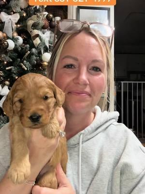 Mini F1 Goldendoodle Boy.   Meet Reeses from Sadie and Elvis’s litter!   Rosemount Minnesota  #goldendoodle #goldendoodlesoftiktok #goldendoodles #goldendoodlepuppy #goldendoodlepuppies #minigoldendoodle #minigoldendoodlesoftiktok  #puppylover  #doodlemom  #doodlelovers  #dogstagram  #doodlesofinsta   #furbaby  #newbornpuppies  #cutepuppy   #Love #instagood #photooftheday #trending  #viral #sheepiedoodleacres  #puppies #puppiesoftiktok #virals #viralvideo #viralpost  funny puppies for kids cute silly puppies puppies for adoption 2025 cute small puppies breeds cute puppies best puppies to get cute puppy videos funny dogs cute puppy funny dogs video