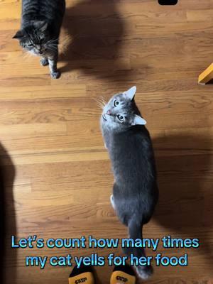 The original, uncut video is 50 seconds long, by the way. I didn’t cut much out. She is just that talkative!! #cat #cats #catsoftiktok #catlover #catmom #cattok #talkativeanimal #talkativecat #loudcat #cat #dinnertime