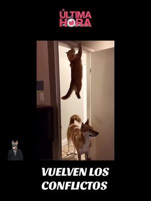 Vuelven los conflictos! #videosgraciosos #animalesgraciosos #animalesasombrosos #mascotasgraciosas #mascotasasombrosas #petslover #abiertohastalas12 