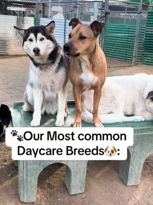 Our Most Common Doggie Daycare Breeds. 🐾🐶 #PetsOfTikTok #dogsoftiktok #foryoupage #fyp #fypシ゚viral #dogs #trend #cute #funny #dogdaycare #doggiedaycare #petresort #trending #viral 