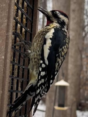 Close up with a Yellow-bellied Sapsucker.  #woodpecker #sapsucker #suetfeeder #kingsyard