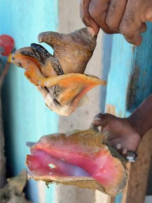 Fresh Conch Salad in Nassau, Bahamas.  I was not prepared for how SPICY this was going to be… but flavor was bomb. My face was on fire after 🤣. They literally grabbed the conch from the water behind them. He said he’s been at his spot for 30 years!  #conchsalad #conchshack #nassaubahamas #bahamastravel #conch #freshconch #conchsalad🐚🐚🐚 #seafoodsalad  #scotchbonnet 