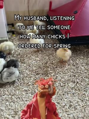 #oops #chickenmath #springchicks #chickenkeeping #homesteading 