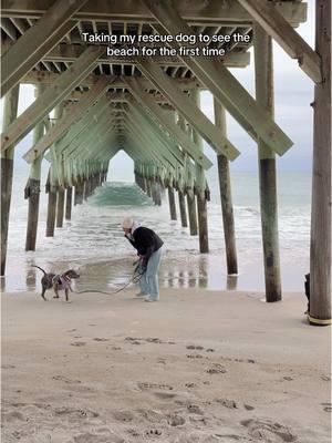 Extremely short lived because a dog came RIGHT when we got there. 🥲 #reactivedogsoftiktok #rescuedog #beach 