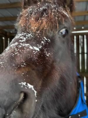 It’s a snow day for the residents of Full Circle Farm Sanctuary!! Snowfall is rare in Warm Springs, GA … especially this much! While the snow provides a fun adventure for some of the larger residents, their smaller friends are not as equipped for cold temperature.  Readiness for a storm like this requires lots of planning and preparation, as well as extra care and observation.  The FCFS Care Team was ready!  Ahead of the colder temperatures and arrival of snow, plenty of extra bedding was provided to ensure everyone has ample warmth.  Horses and goats are snug in their coats.  Their smaller friends like roosters, hens, ducks and turkeys have their heaters turned on.  Everyone has access to shelter and can choose who they want to get cozy with.  Thanks to the diligence of Care Manager Emma and the small but mighty Animal Care Team, we have strong cold weather and resident care protocols that have been enacted and will continue through the week and all winter long.  While we are prepared and everyone is tucked in, we will wait to see what the morning brings.  Snow will continue falling through the night and temperatures are projected to get a low as 14 degrees.  In the meantime, this is a new enrichment opportunity for larger residents as they explore the unfamiliar texture of the snow.  If you are experiencing extreme winter weather, we hope you’re safe, warm and cozy! #winter #snow #goats #cows #horses #sanctuary #warmsprings