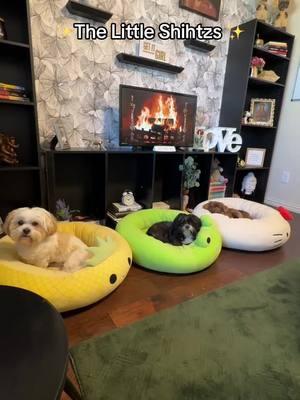 They won’t stop following me #dog #dogs #doglovers #shihtzu #shihtzulover #blackpeoplepets #funnydogs #puppy #newpuppycheck #furbaby #furmom #furmomma #spoileddog #dogmom #blackdogmoms #dogmomsoftiktok #fyp #fyppp #viral 