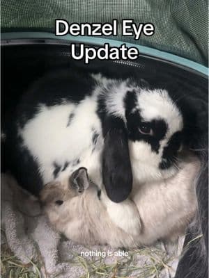 Replying to @Andy H. the vet also recommended for us to continue massaging his eye area to loosen any buildup so that dust, hay, whatever else don’t collect and get stuck #bunnycare #rabbittips #hollandlop #bunnies #freeroambunny #houserabbit 