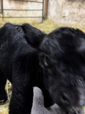 Calving season is here! I can’t get over how cute and little this guy is. #calving #cowtok #calvingseason #babycalf 