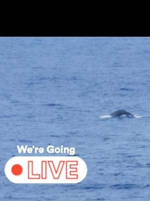 watch for my live in a few hrs . Join me at the bottom of the Ranch for some relaxing Ocean views sounds and Whales . #chill timeliness #Hamakua #WhaleWatch  #fyf 