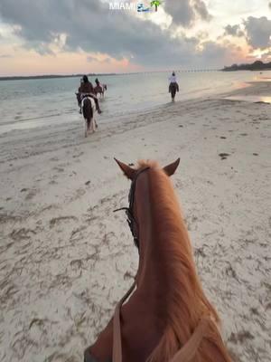 📍I booked through @palominoranchtours and they were phenomenal! Located at the Virginia Key Beach Park  🎟️ It was $150 per person at the time I booked it  🐎 Yes, this is beginner friendly. It was my first time on a horse and they taught me everything I needed to know. Also, the horses do this all day so they know the trail/pathway pretty well and will lead you at a slow and steady pace  🕔 I booked a 5pm tour and was able to catch the sunset at the end (the sunset time would change depending on the season)  This is not sponsored. I genuinely loved my experience and wanted to share for those interested! 🫶🏼 #miamibeachlife #miamithingstodo #miamihorsebackriding #virginiakeybeach #virginiakey #floridakey #miamiflorida🇺🇸 #miamiactivities #couplesactivities