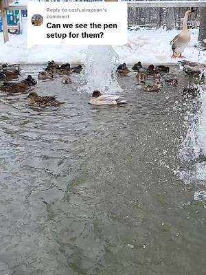 Replying to @cash.simpson #warehousefarms #SmallBusiness #fyp #foryou #waterfowl #gamefowl #peafowl #farmlife #duck #aviary #ohio #doingwhatilove #pentour #net #snow #ice #tired #farmtok 