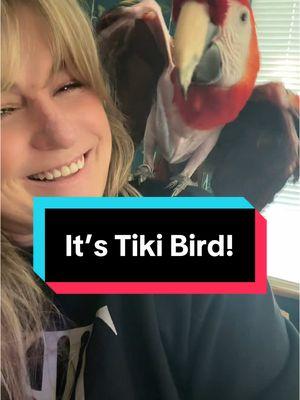 Say “Hello” Tiki 🦜 #scarletmacaw #tikibird #birdsoftiktok 