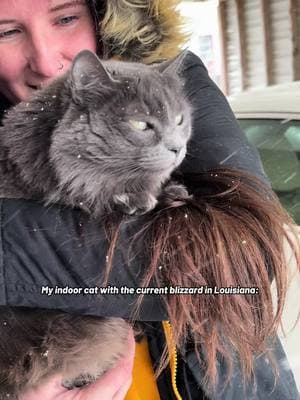 Wanted to see if she might like the #snow. Immediately brought her back inside😭 #louisiana #blizzard #nebelung #airplaneears #indoorcat #fyp 