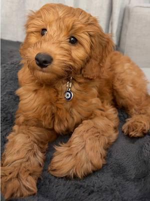 baby shark all day, angel at night 😆🦴🐾🦈  #puppy #babyshark #goodendoodle #fyp #minigoldendoodle #cutedog 