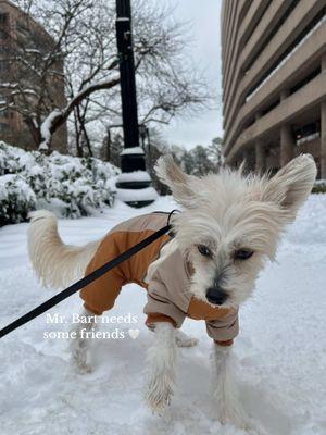 Mr. Bart is always looking for some new friends  🐾 I wish there was a bumble bff version for dogs so that they could meet their match/bff too 🙂 #washingtondc #bartthechinesecrested #dcdogs #dogsofarlingtonva #dogmom #dogmomlife #firsttimedogmom #puppiesoftiktok #chinesecresteddog #chinesecrestedpuppy 