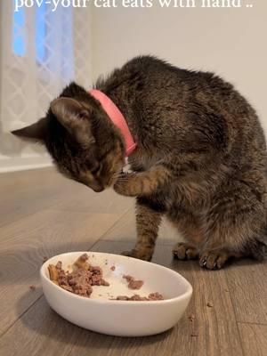 My cat eats with hand😭.               #foryoupage #trending #foryou #viralvideo #cat #catoftiktok #trendingvideo #tiktokusa #tennessee 