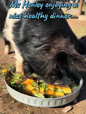 Saying this girl enjoys her meals is an understatement…she’s a boppy spaz all the time…but especially any time food is present🤣 #piddyslegacy #whatwedo #luvthesnout #sanctuary #rescue #nonprofit #california #sanctuarylife #fy #minipig #beautiful #mylife #happiness #kahu #dinner #healthy #nutritionmatters #kunekune #spaz #animalrescue #animallover #friendsnotfood #pleasure #livinmybestlife #livinthedream #viralvideo 