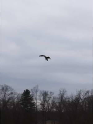 Singleton hovering  #goosehunting #waterfowlhunting #duckhunting #moltgear