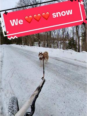 Making the best of any snow we get, Spyro sees snow and all he wants is to run, if everyday could be a snowstorm, he would be in heaven. #siberianhusky #dogmushing #sleddog #mushing #runninghusky #huskylife #huskylove #huskysoftiktok 