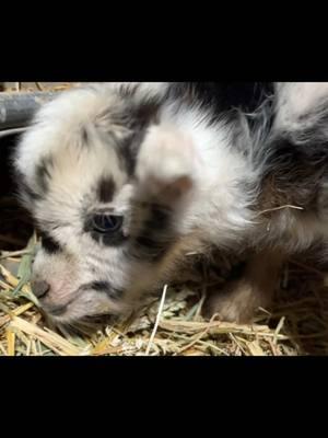 Kid Goats chatting 🐐 Talk & Binks 🐈‍⬛  #mountainhcattle #goats #pygmy #nigerian #newborngoats #kidgoats #babygoats #goatmaternityward #maternityward #ranchlife #livestock #colorado 