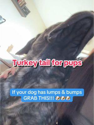 Lumps & bumps in dogs are concerning but this has helped so much! @Fifth & Fido #fifthandfido #dogs #dogsofttiktok #PetsOfTikTok #dogtok #turkeytail #TikTokShop #tiktokmademebuyit #tiktokshopyearendsale #tiktokshopfinds #spotlightfinds #TikTokShopNewArrivals #toptierjanuary #TTSTakeover #ttsdelightnow #giftguide #starcreatorcompetition #mademyyear #newyearnewaura #Tiktokshopcreatorpicks #ttsbeautybesties #newyearsresolution #winterfinds #tiktokshopjumpstartsale #TTSlevelup #seasonalgems #lovelanguage #goalcrusher