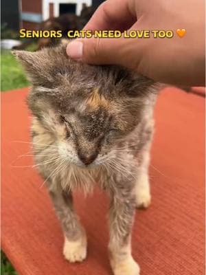 Senior kitty fist bump 🤜🏻🐈🧡 #adoptdontshop #catsoftiktok #cats #catsanctuary #hawaii #lanai #animalsanctuary #cattok #catlady #seniorcat #seniorcatsoftiktok #rescuecat 