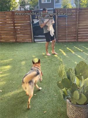 🥹 #malinoispuppy #germanshepherdsoftiktok #dogsoftiktok #gsdoftiktok #germanshepherd #malinois #puppiesoftiktok #doggo #puppy #gsd #puppytiktok 