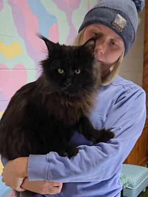 Majestic Black Maine Coon male #windyhillpets.com #ohiocattery #kathyskattery #bigcats #gentlegiants #mainecoon 