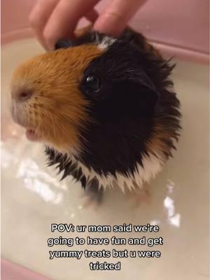 Reposting one of the cutest videos of Kumar 🥹💕 He just could not believe this ultimate betrayal!  ⚠️ Guinea pigs don’t need to take baths in general — they groom themselves everyday, like cats. Only give them baths if they are very soiled, or if the vet tells you to do so. And make sure they are fully dry afterwards! #onthisday #guineapig #cuteguineapig #guineapigbath #guineapigcare #guineapigmom #smallpets #guineapigsoftiktok #guineapiglove #funnyguineapig