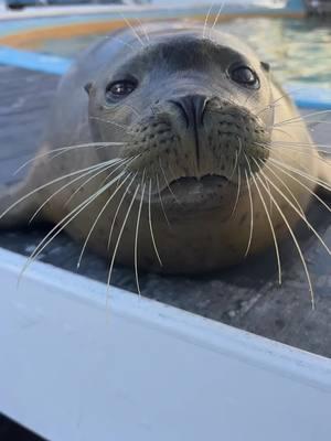 Don’t mess with Cocoa’s Crew!! Seals are typically not very social animals though they do like to remain close to each other when resting on land. Sea lions are very social animals who are often seen swimming and resting together. #oceanconnections #nonreleasable #marinemammals #seals #sealtok #sealions #hersheypark #fypシ 