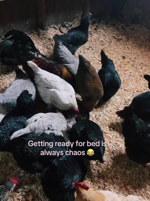 #bedtime #chickens #chooks #snowday #finnsflock #cold 